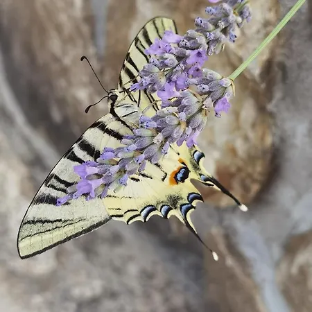 Casa de Férias Homes Sintija Kampor