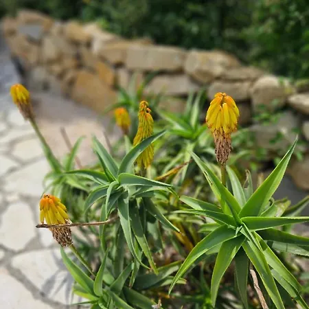 Homes Sintija Kampor